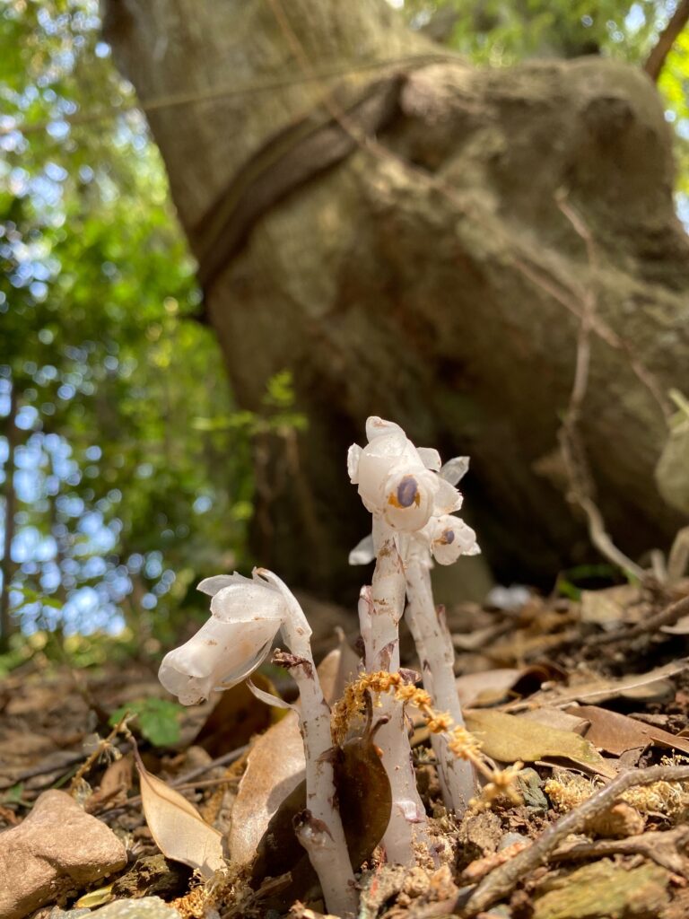 ツキイチ登山会
